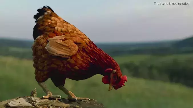 Chicken Rigged For Blender 3D model 3