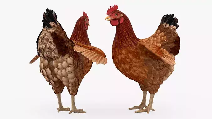 Chicken Rigged For Blender 3D model