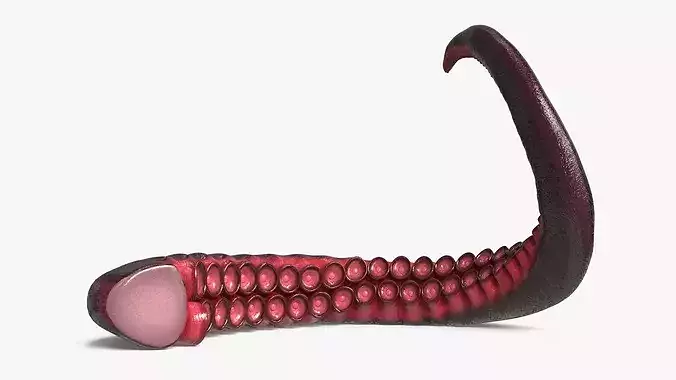 Marine Octopus Tentacle with Suction Red Rigged 3D model 5