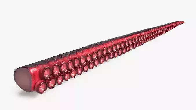 Marine Octopus Tentacle with Suction Red Rigged 3D model 6