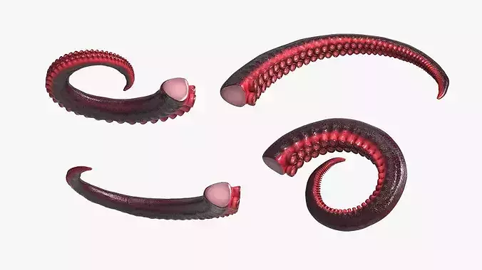 Marine Octopus Tentacle with Suction Red Rigged 3D model 4