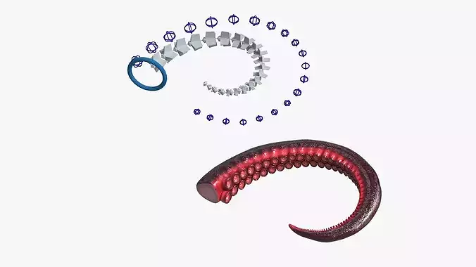 Marine Octopus Tentacle with Suction Red Rigged 3D model 2