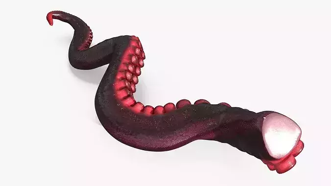 Marine Octopus Tentacle with Suction Red Rigged 3D model 7