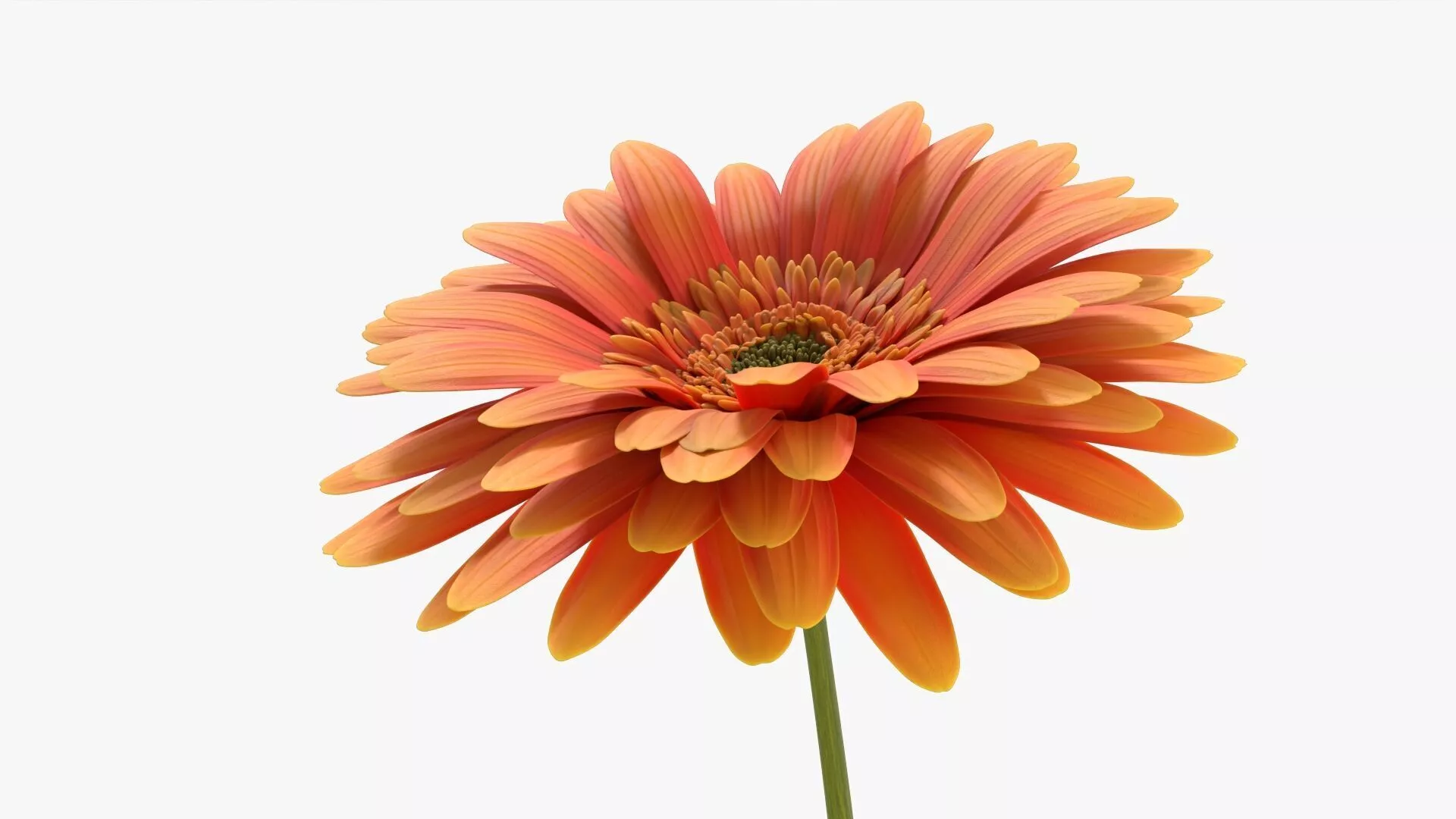 Blooming Gerbera Waving Animated Rigged For Blender 3D model