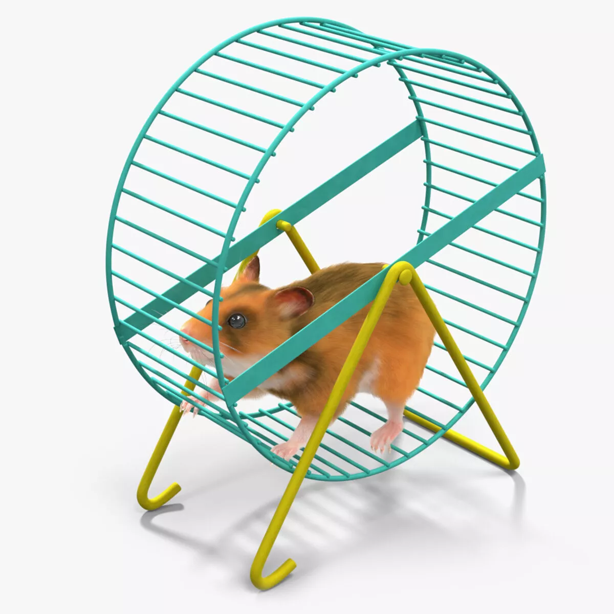 Small Hamster Runs in Wheel Animated Fur Rigged For Blender 3D model