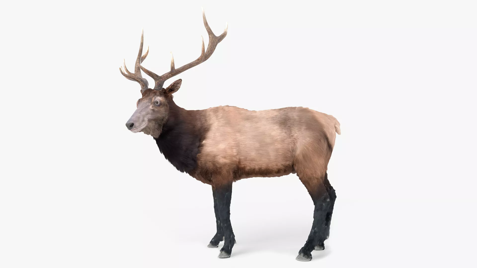 Wapiti Stag Fur Animated Rigged For Blender 3D model