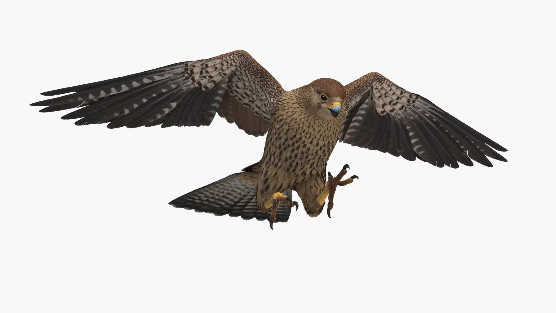 Falcon Bird Brown Rigged 3D model
