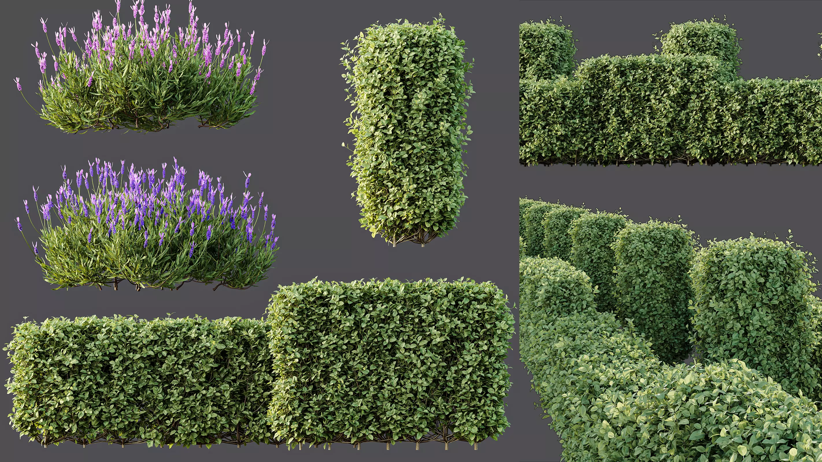 AV Ligustrum Ovalifolium Argenteum Box Hedge Lavandula 3D model