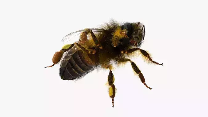 Honey Bee Insect Eating Animated Fur Rigged For Blender 3D model 7