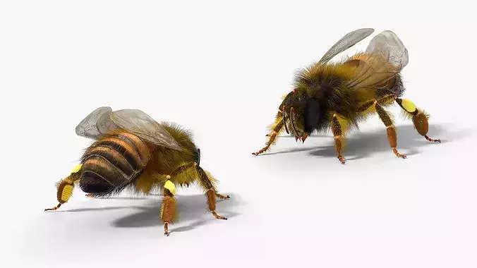 Honey Bee Insect Eating Animated Fur Rigged For Blender 3D model 2