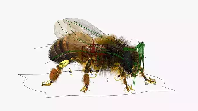 Honey Bee Insect Eating Animated Fur Rigged For Blender 3D model 4