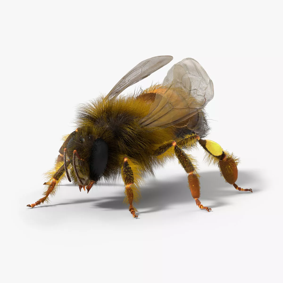 Honey Bee Insect Eating Animated Fur Rigged For Blender 3D model