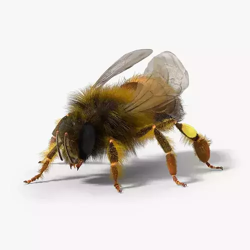 Honey Bee Insect Eating Animated Fur Rigged For Blender 3D model
