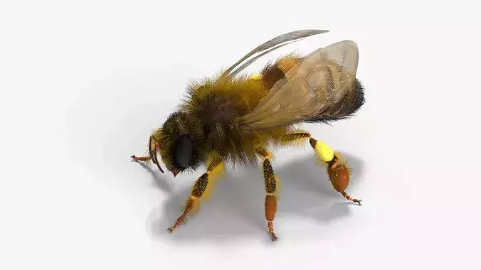 Honey Bee Insect Eating Animated Fur Rigged For Blender 3D model 5