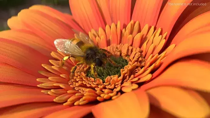 Honey Bee Insect Eating Animated Fur Rigged For Blender 3D model 3