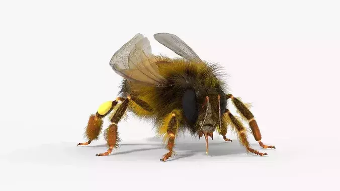Honey Bee Insect Eating Animated Fur Rigged For Blender 3D model 6