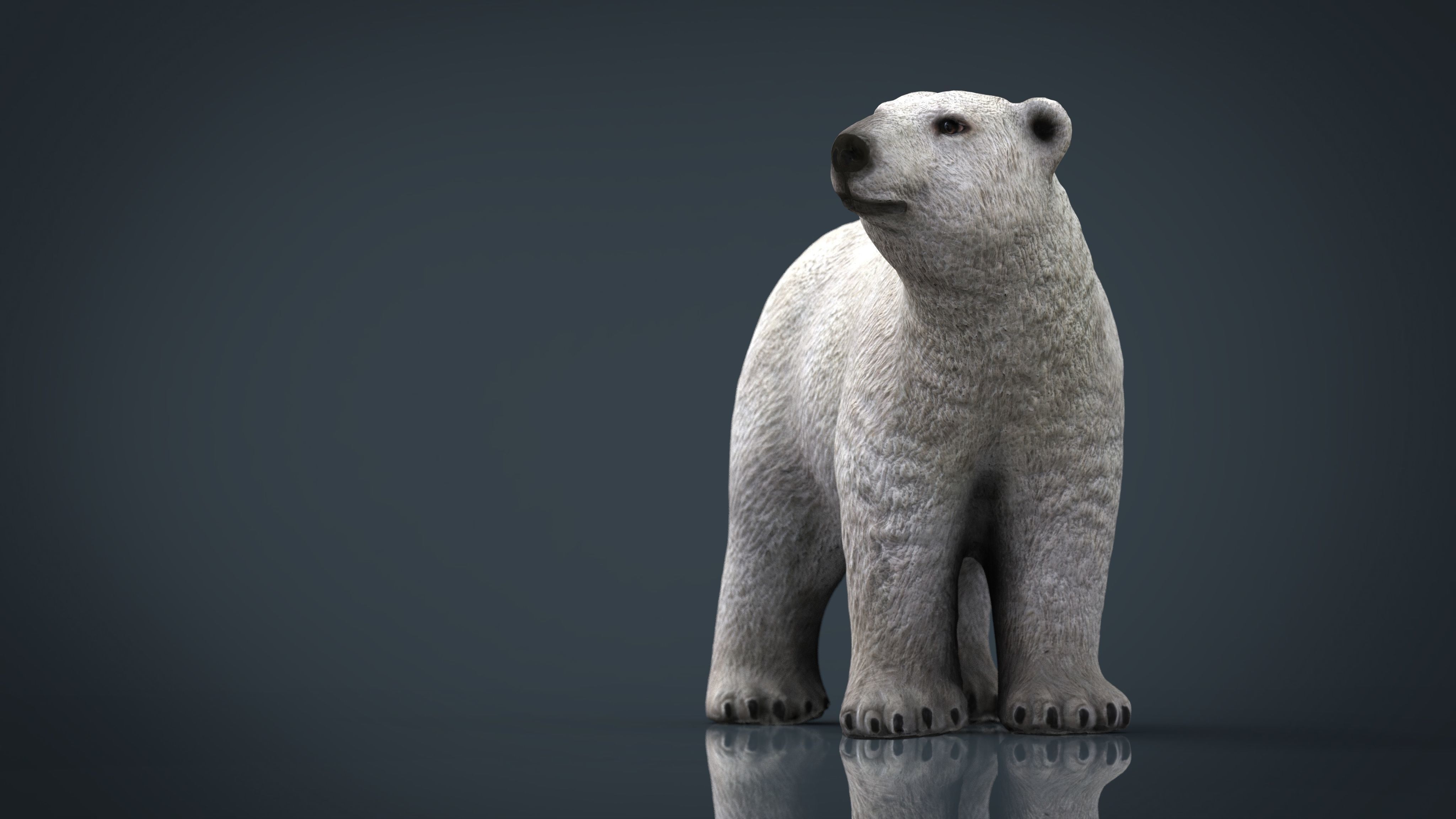 Polar Bear 3D model_15