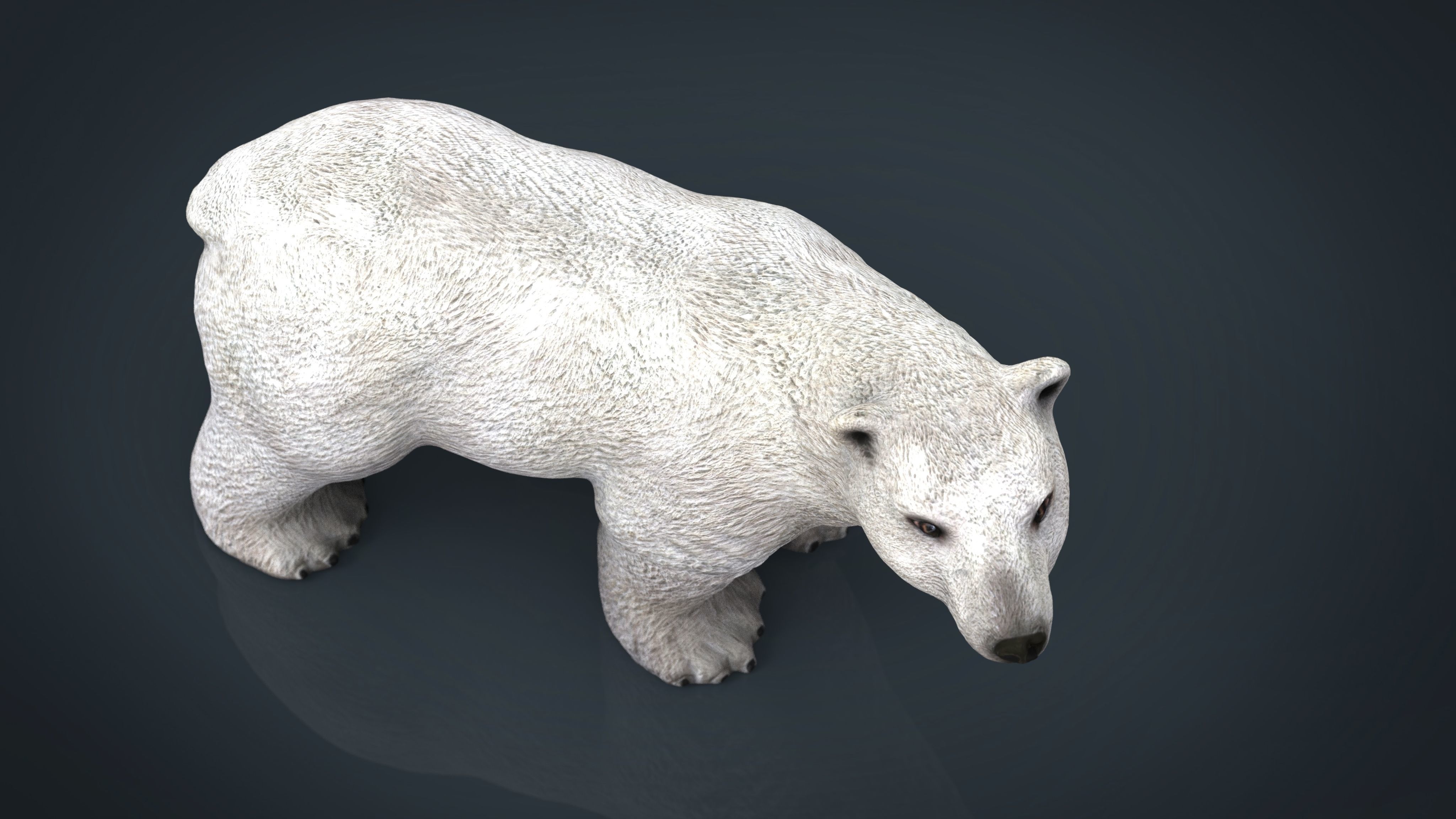 Polar Bear 3D model_5