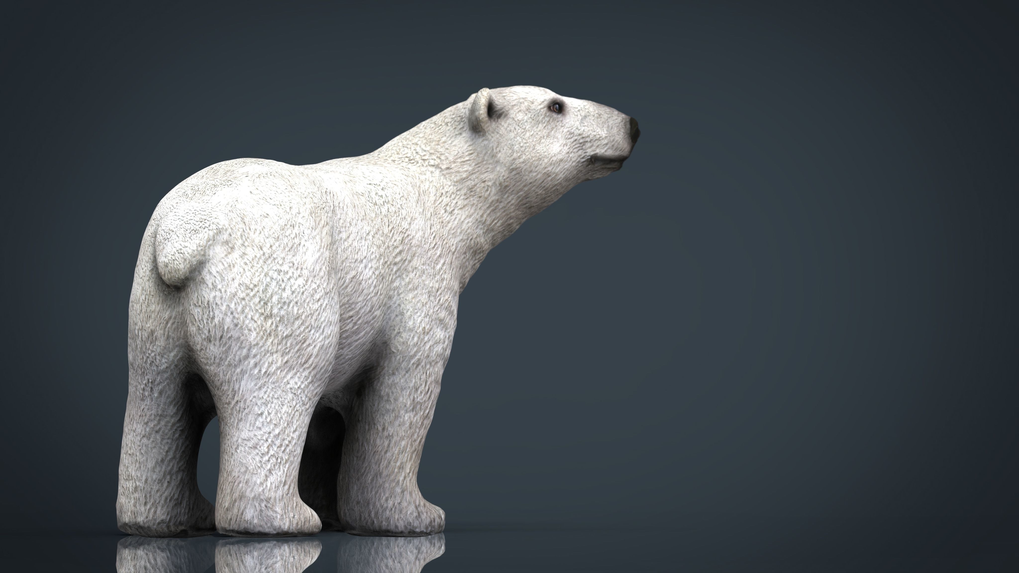 Polar Bear 3D model_8