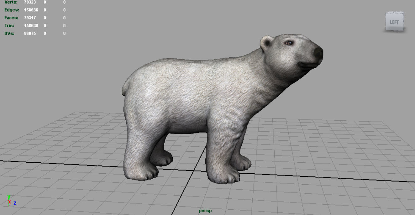 Polar Bear 3D model_4