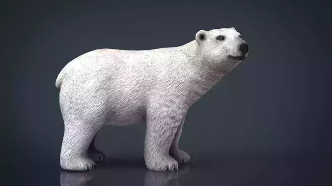 Polar Bear 3D model