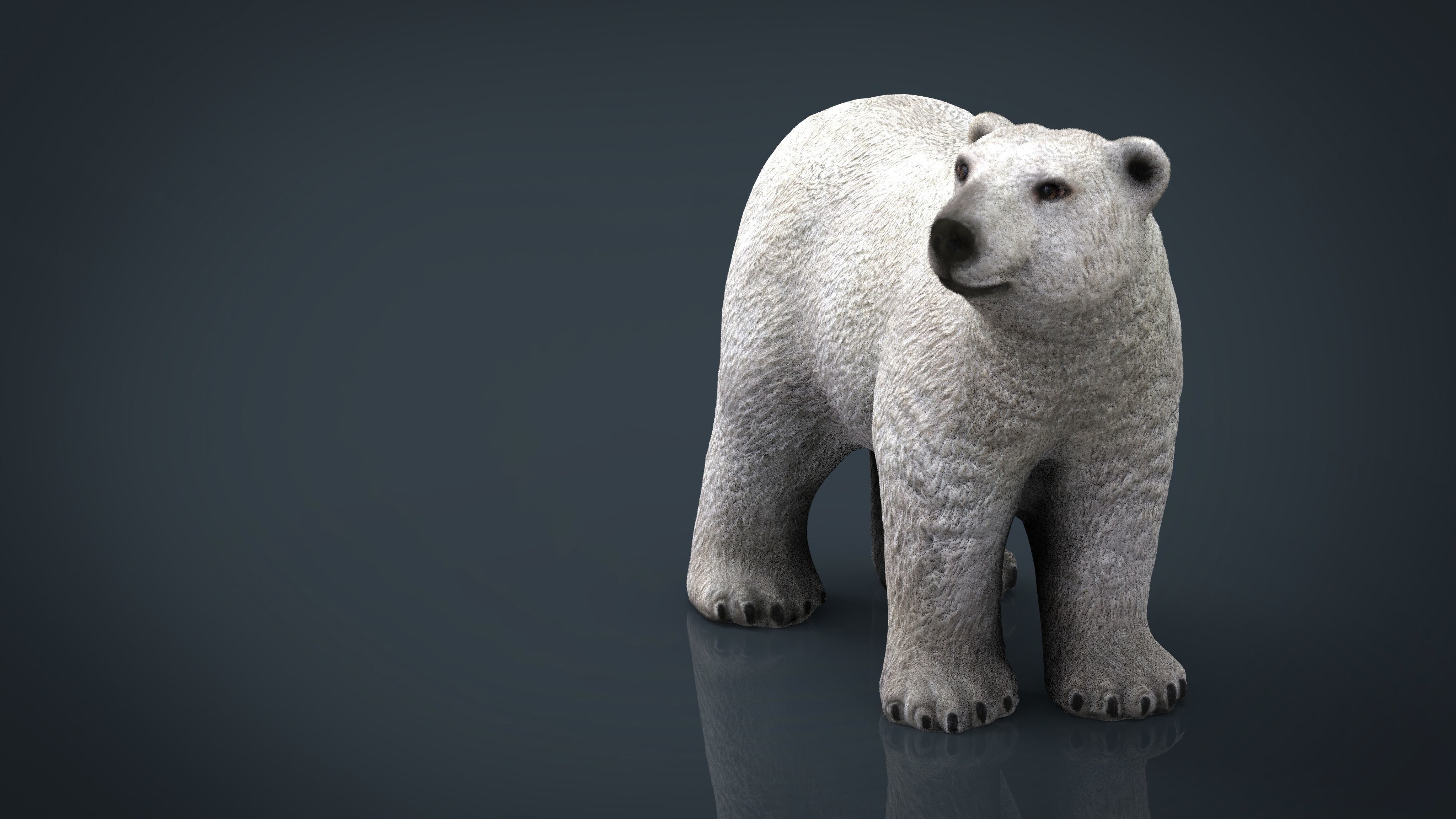 Polar Bear 3D model_10