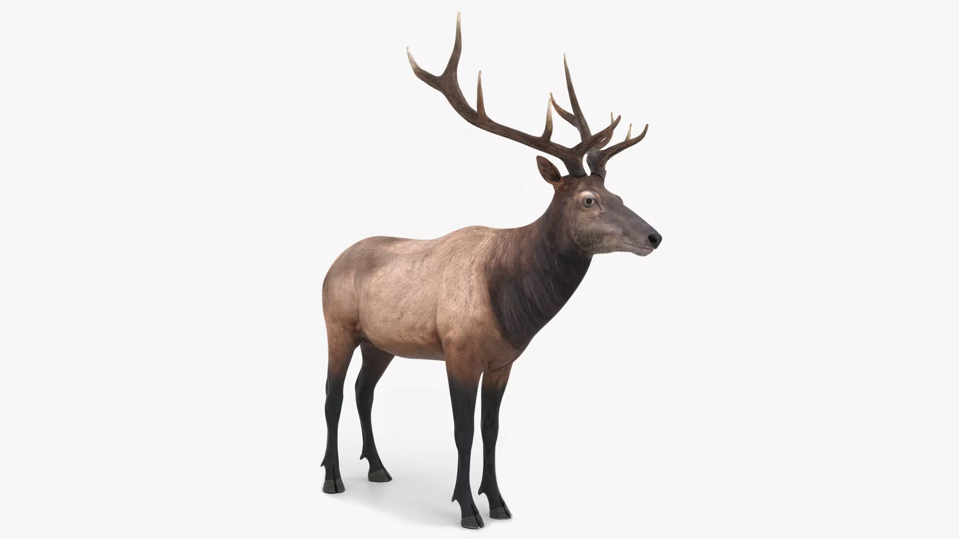 Realistic Wapiti Rigged For Blender 3D model
