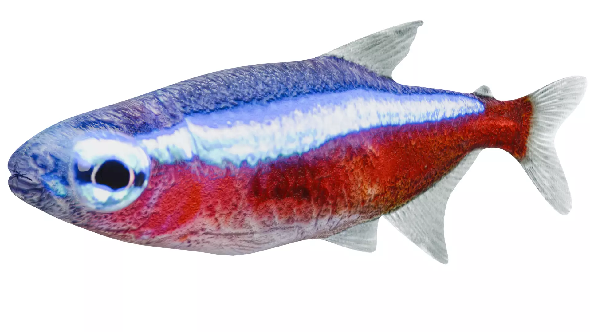 Neon Tetra Fish 3D model