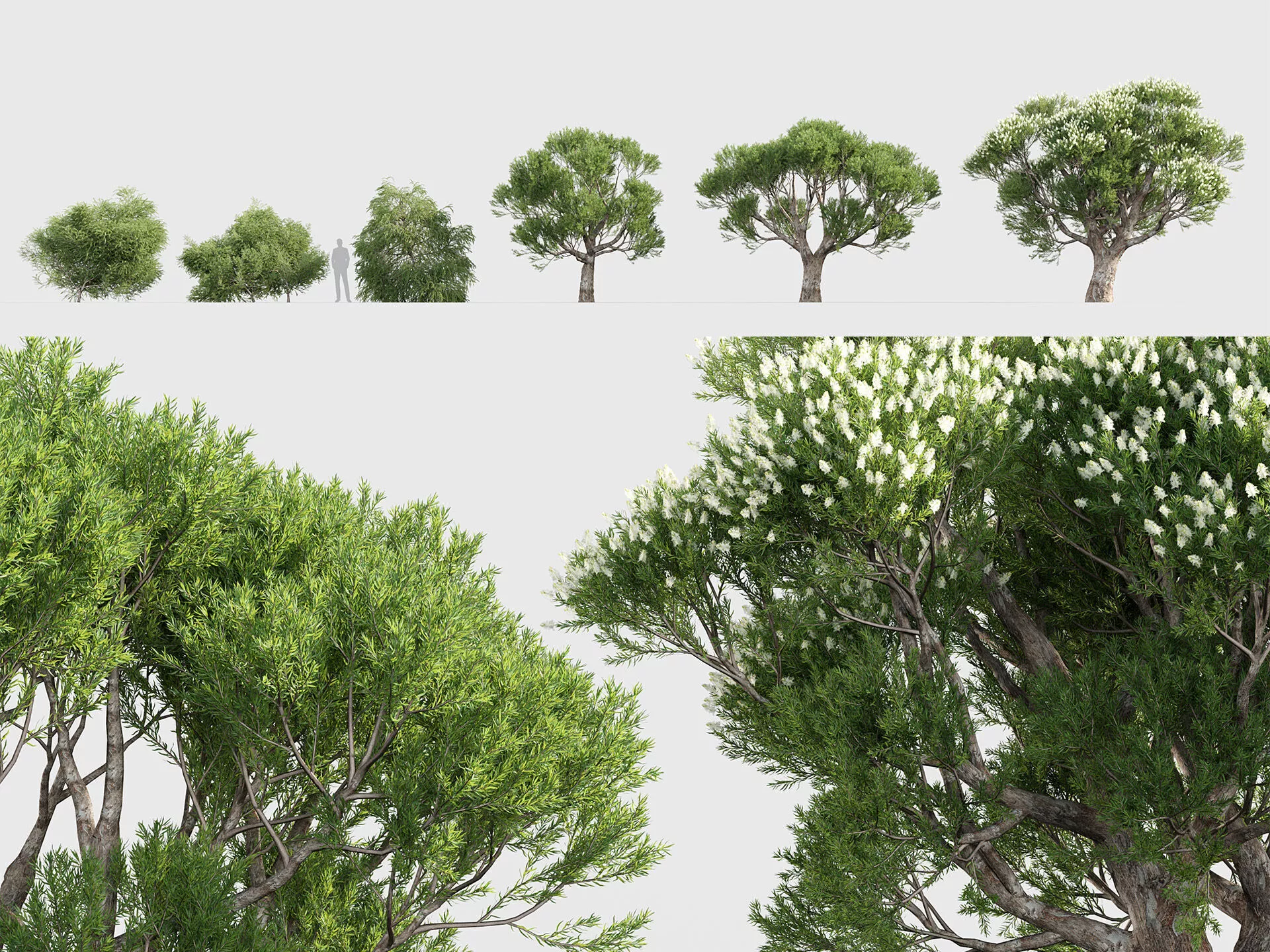 Melaleuca linariifolia - Snow in-summer 3D model