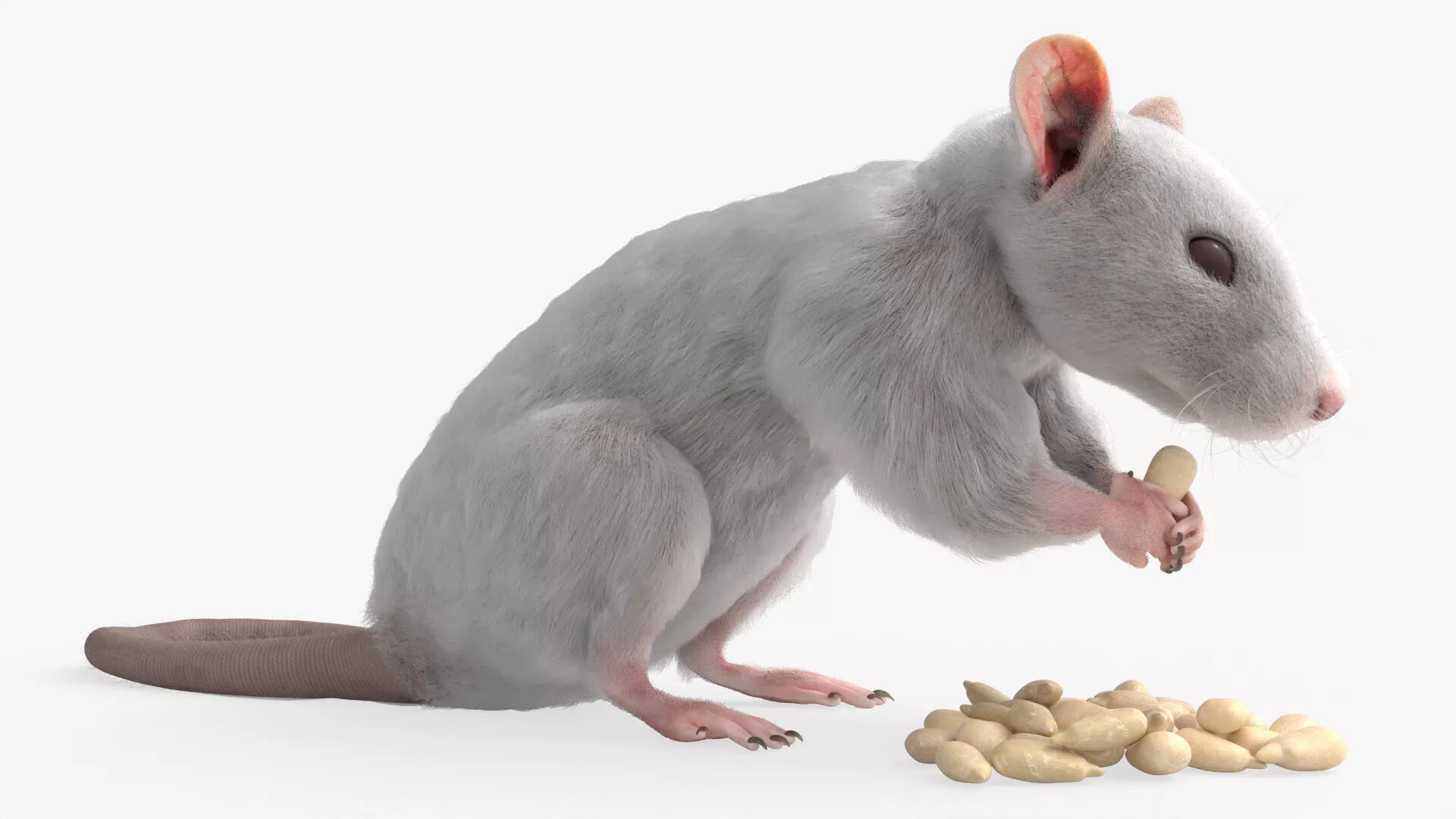 Albino Rat Eating Animated Rigged For Blender 3D model