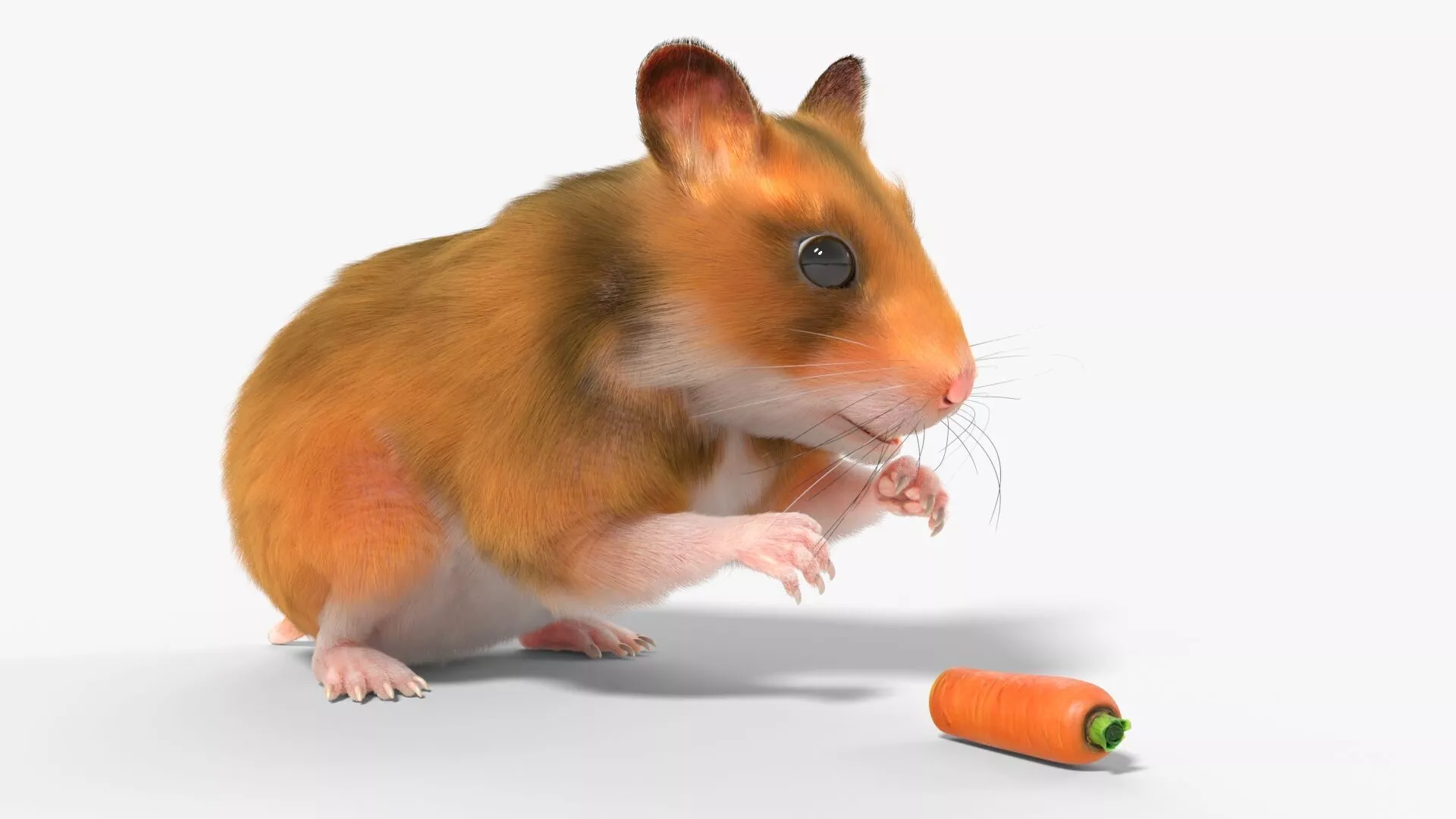 Syrian Hamster Eating Animated Fur Rigged For Blender 3D model