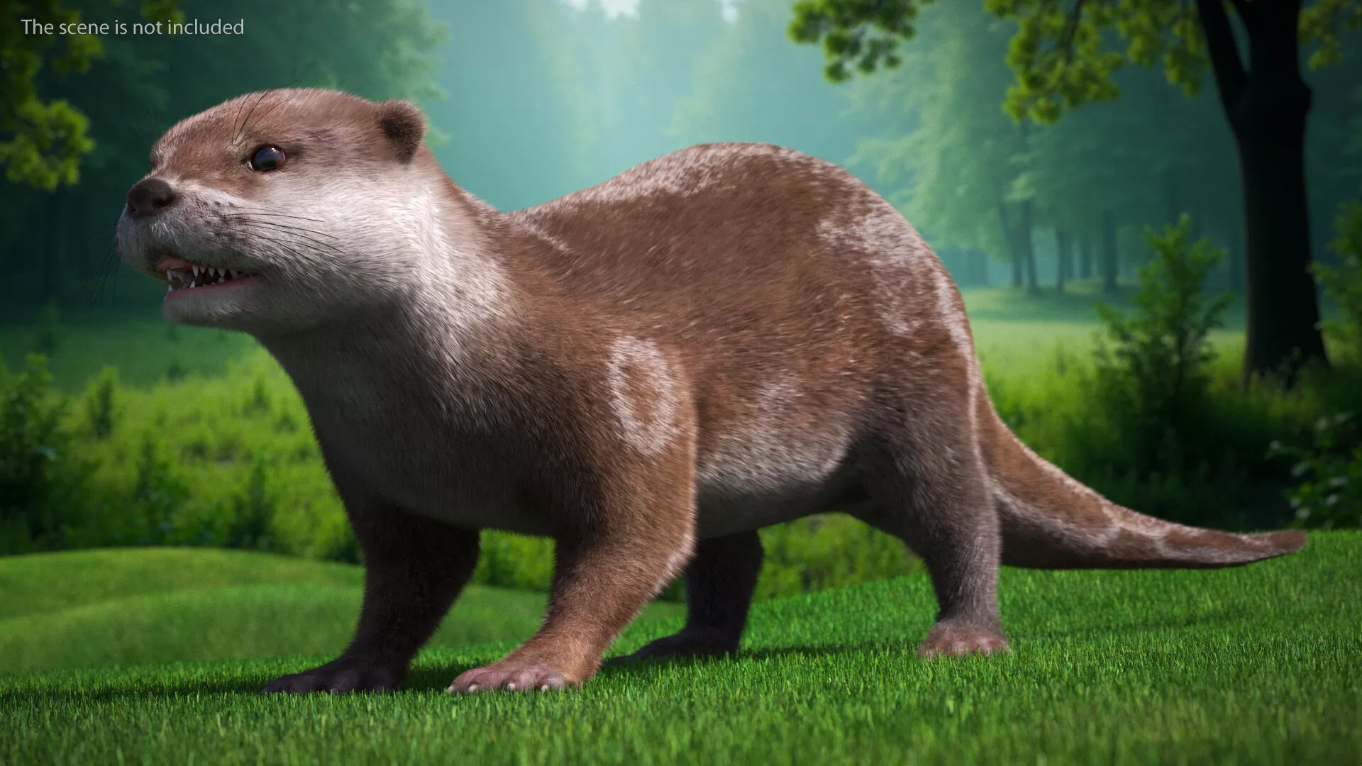 Aquatic Otter Cleans Face Fur Animated Rigged 3D model