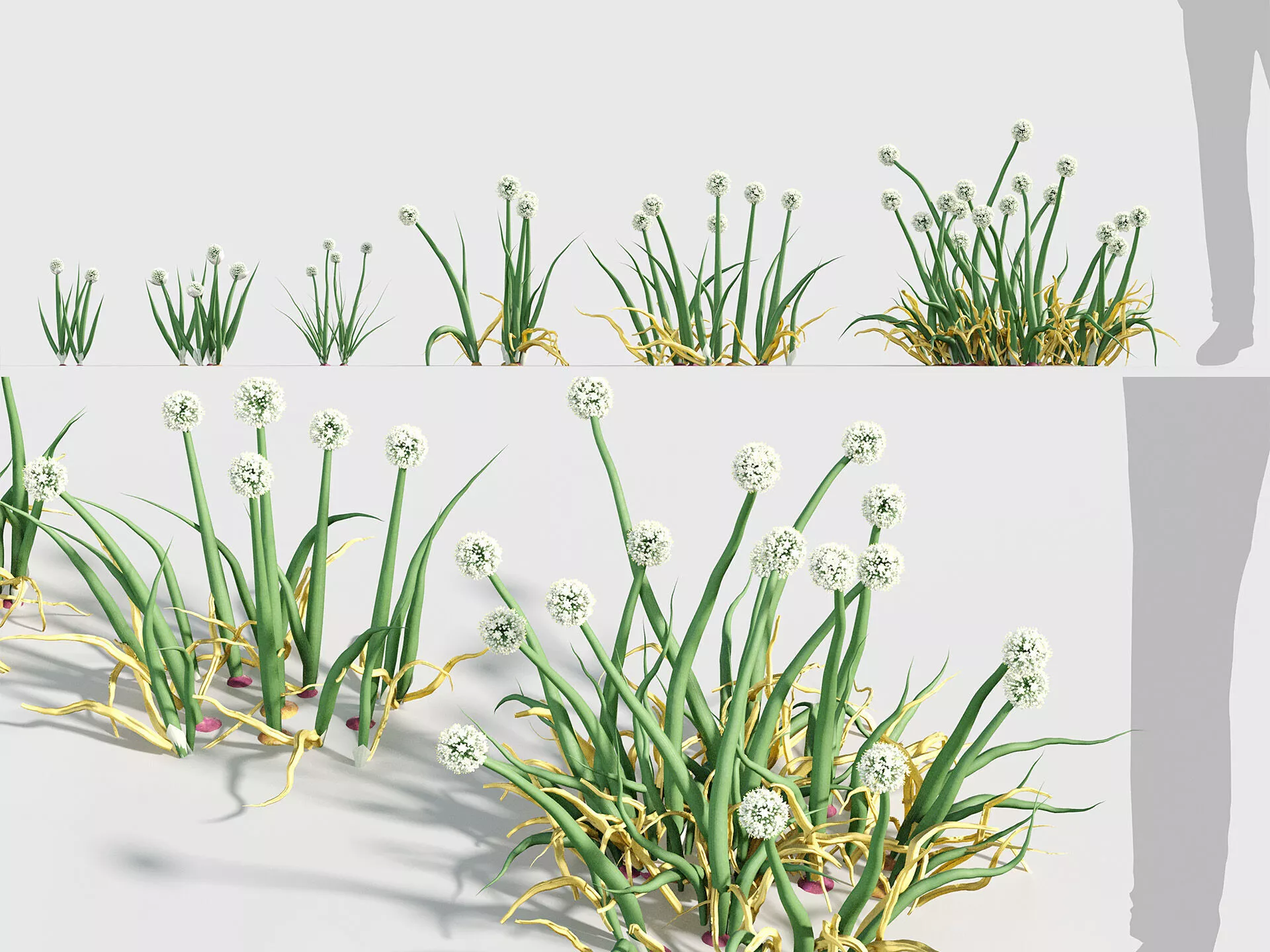 Allium cepa - Onion 3D model
