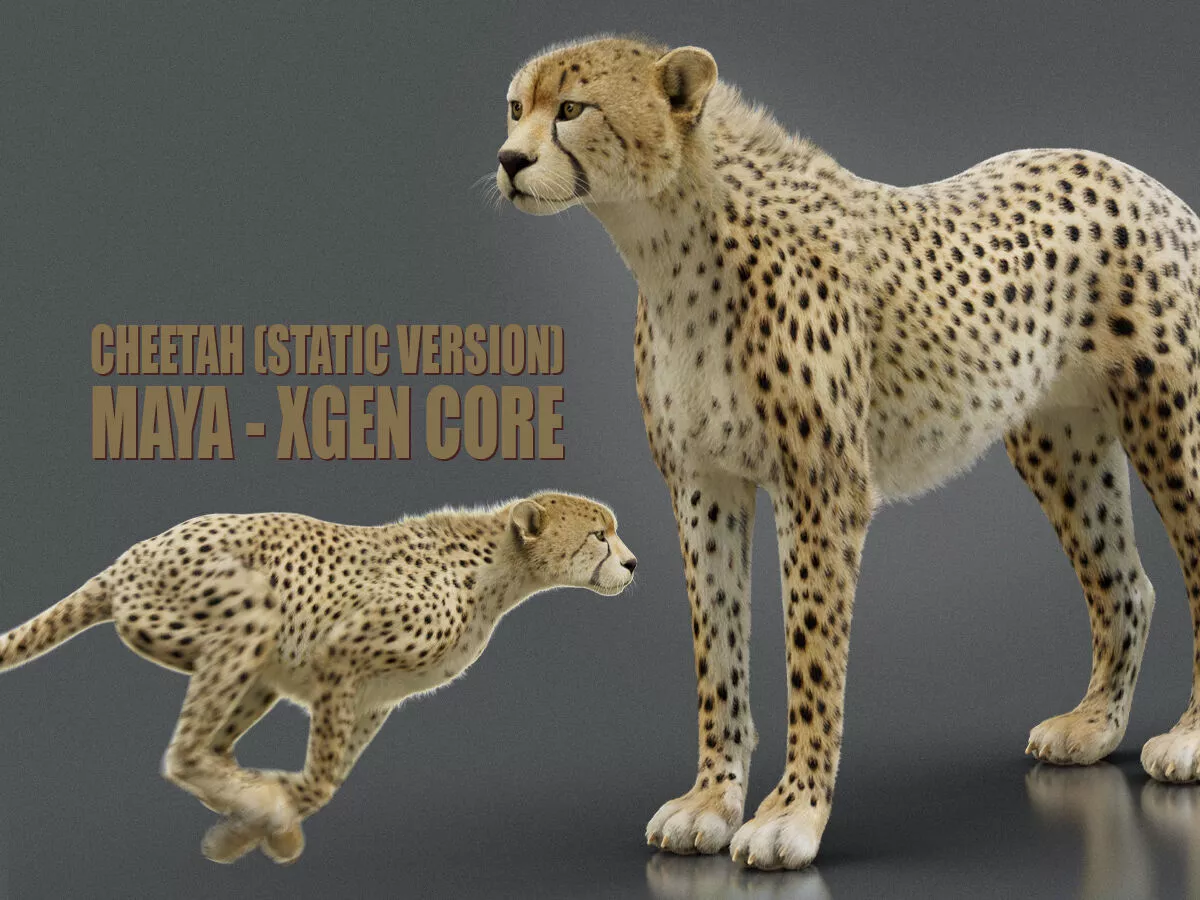 Cheetah Static Maya Xgen core 3D model