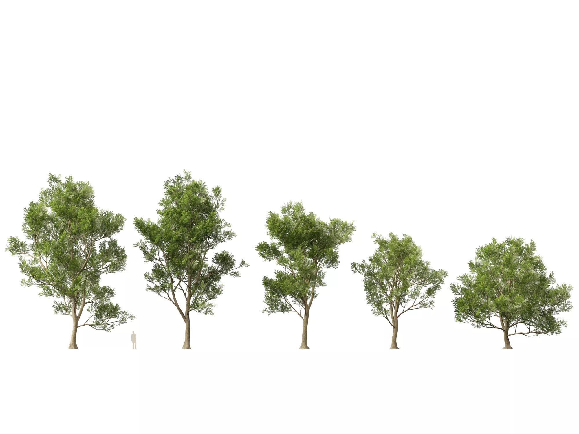 Super LowPoly Tree - Ulmus Minor - Field Elm Super - 7K-15K Tris Low-poly 3D model
