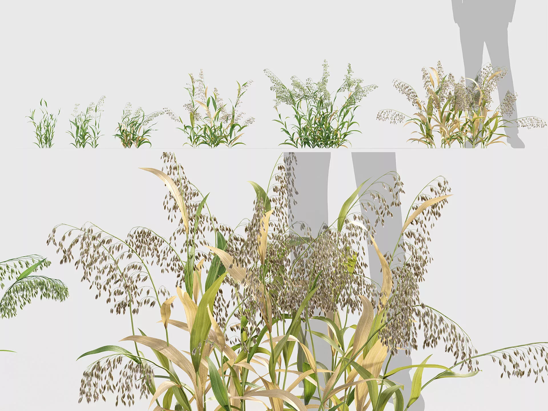 Avena sativa - Oat 3D model