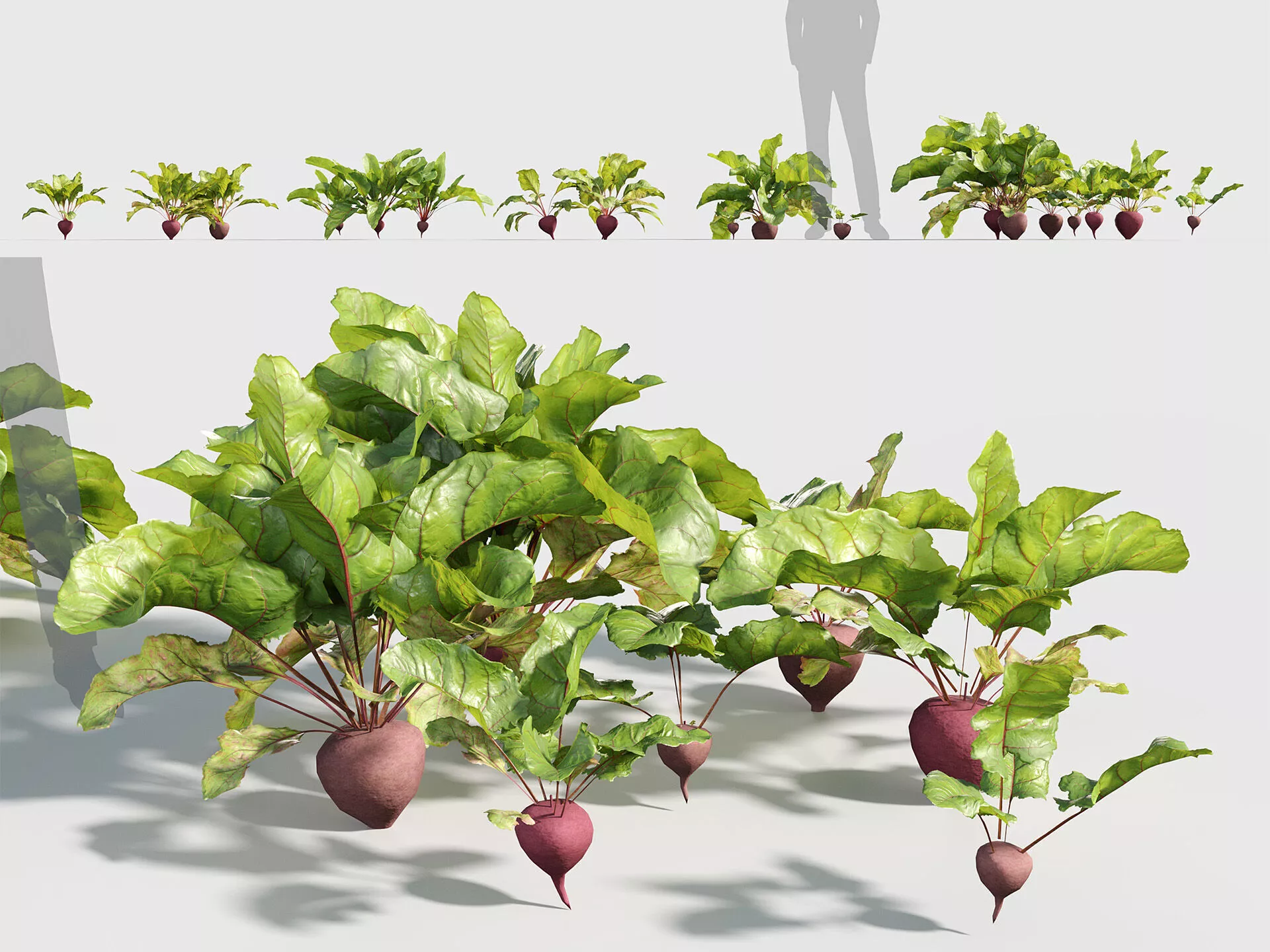 Beets - Beta vulgaris Low-poly 3D model