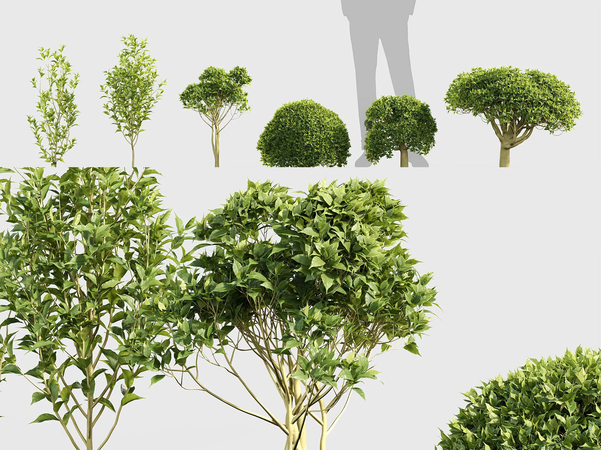 Camellia sinensis - Tea tree 3D model