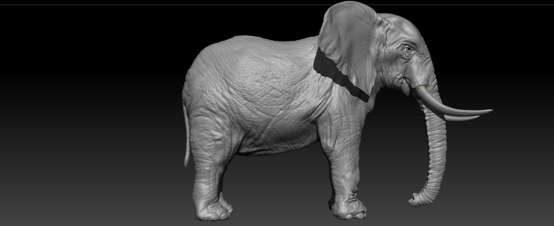 Realistic Elephant Hi-Rez with realistic skin  3D model_3