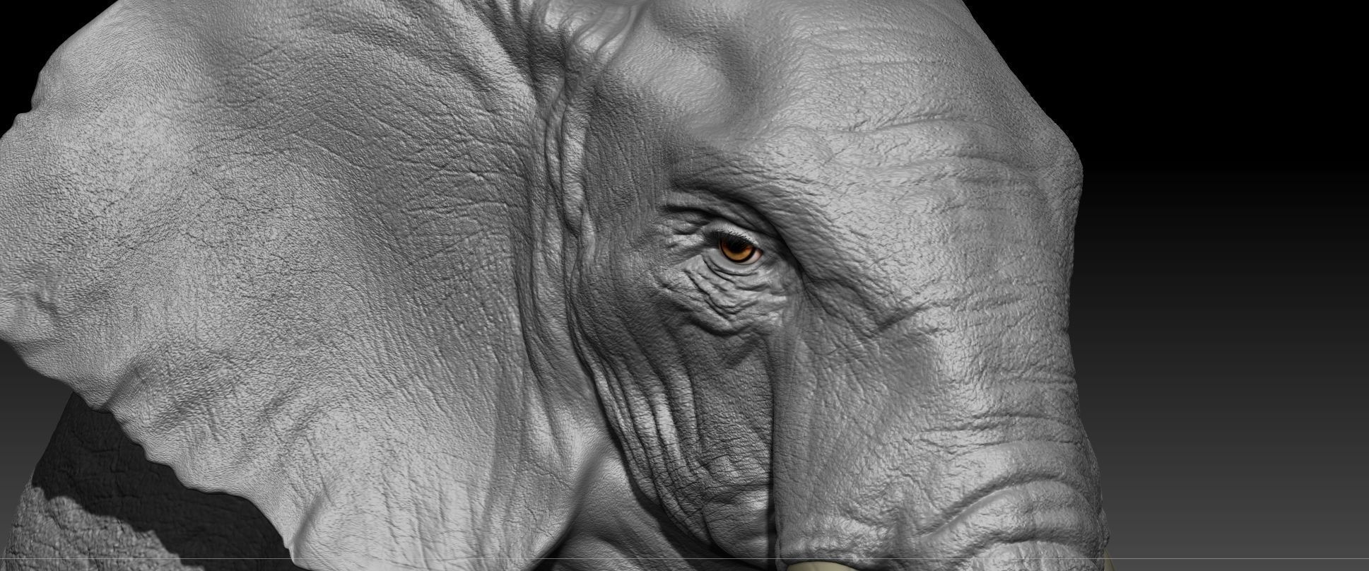 Realistic Elephant Hi-Rez with realistic skin  3D model_5