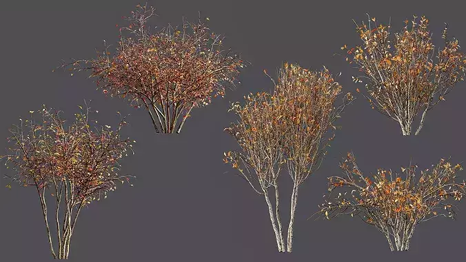 AV fall bushes Myrtle White 3D model 6