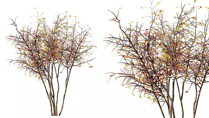 AV fall bushes Myrtle White 3D model 4