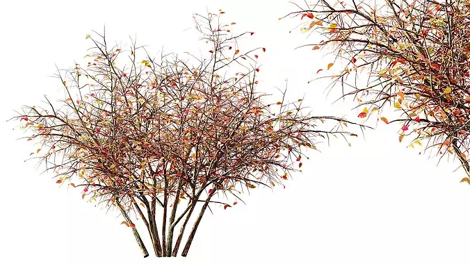 AV fall bushes Myrtle White 3D model 2