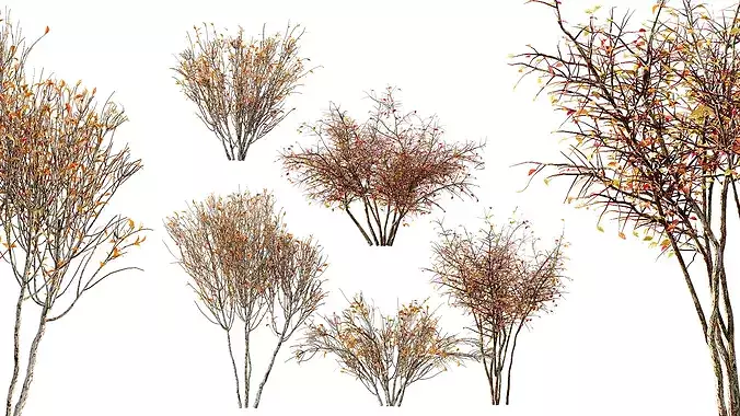 AV fall bushes Myrtle White 3D model