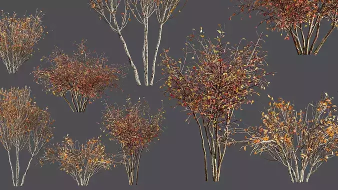 AV fall bushes Myrtle White 3D model 5
