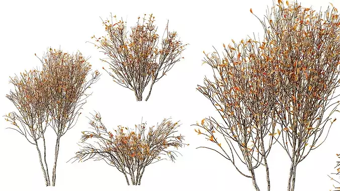 AV fall bushes Myrtle White 3D model 3