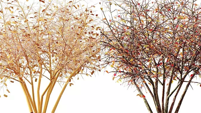 AV fall bushes Myrtle White 3D model 7