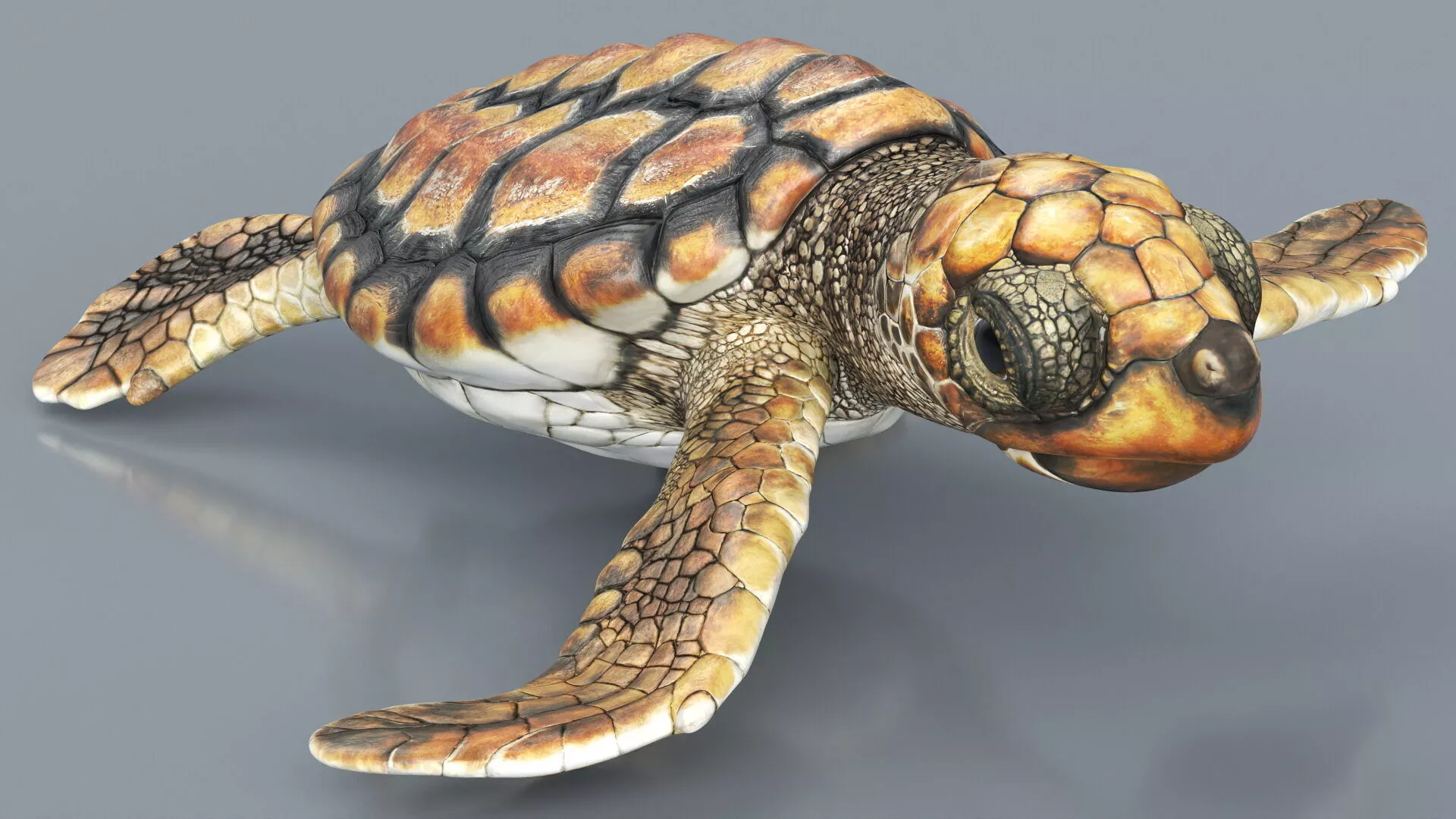 Baby Sea Turtle Brown Swim Rigged For Maya Animated Low-poly 3D model