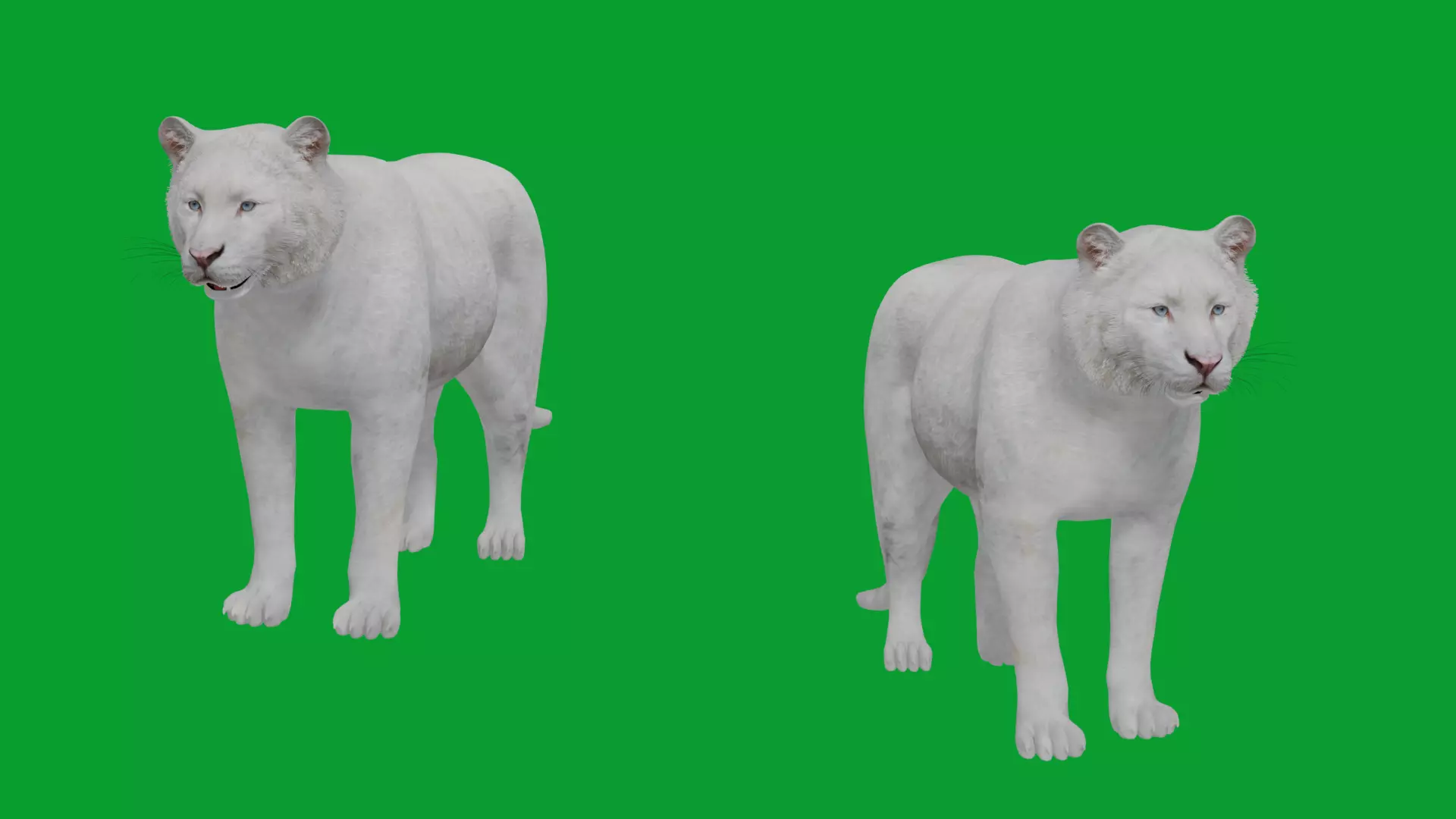 Snow White Tiger Low-poly 3D model
