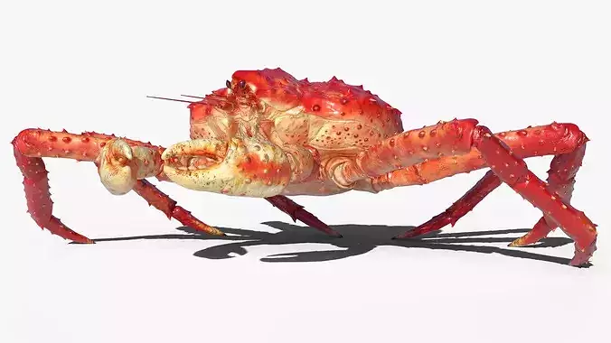 Red King Crab Rigged For Blender 3D model 4